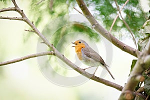 robin joyfully singing