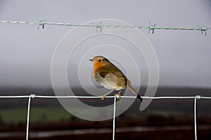 Robin at Leighton Moss RSPB bird reserve