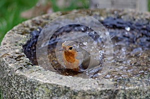 the robin lets the water splash