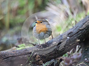 Robin on a log fluffed up on a cold winter day