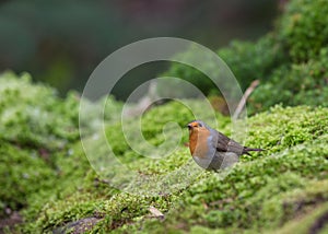 Robin upon moss