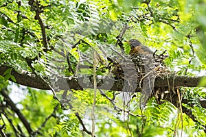 Robin in the Nest #3