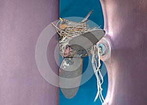 Robin nest on boat propeller