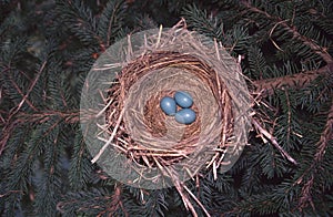 Robin Nest with Eggs