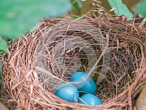 Robin Nest With Three Blue Eggs