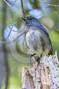 New Zealand South Island Endemic Robin photo