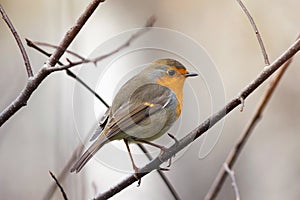 Robin in the Park sits among the branches