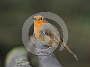 Robin perched on a bench in winter