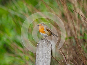 Robin perched on a bench in winter