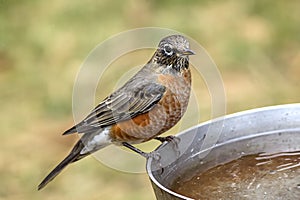 Robin perched on bird bath.