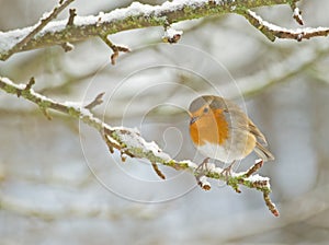 Robin perched on the branch of an apple tree. photo