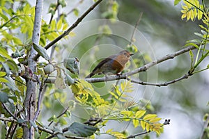 Robin perched on a branch singing