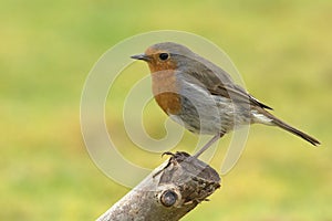 A Robin perched on a cut branch.