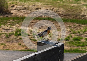 Robin Perched On A Fence