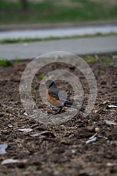 Robin perched on the ground, searching for sustenance in its surroundings