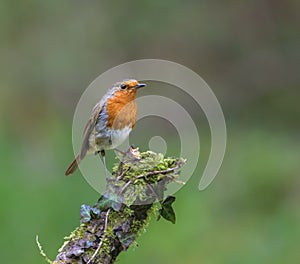 Robin perched on moss-covered tree limb