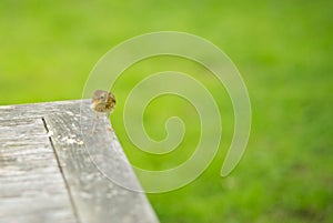 robin perched on picnick table