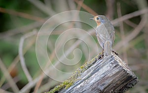 Robin perched on a piece of wood in the forest.