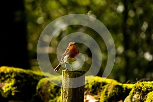 A Robin perched on a post in a wood on a late spring day