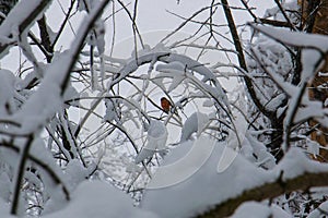 Robin perched on a small branch in the white after a snowfall