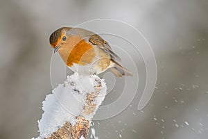 Robin perched on snow covered post