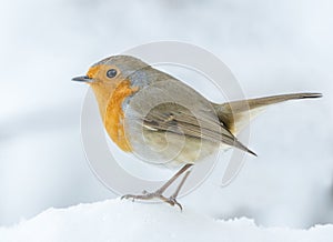 Robin perched on snow. Side profile