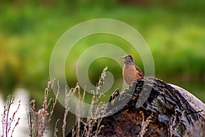 Robin Perched In A Spring Park