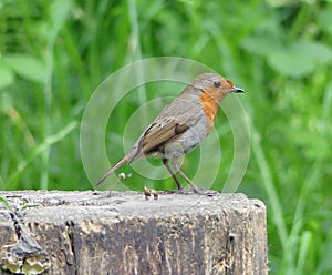 Robin perched on stump against a green background