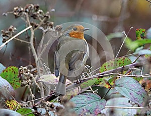 Robin perched on thorny branch in thicket