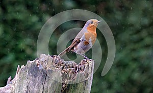 Robin perched on a tree during a rain shower.