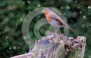 Robin perched on a tree during a snow shower.