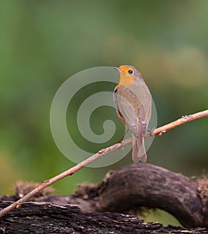 Robin perched on a twig.