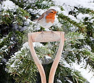 Robin Perched on Wooden Spade Handle