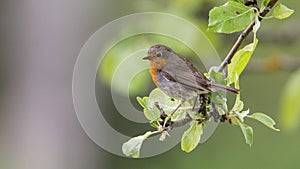 Robin perching in the apple tree