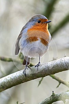 Robin perching on branch in English woodland