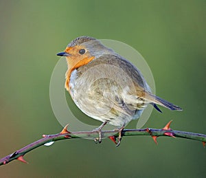 Robin perching on thorny branch