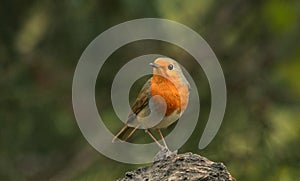 Robin perching on tree with nature blur background