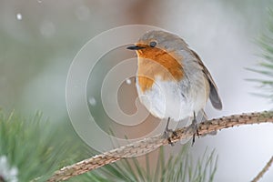 Robin in pine tree during snowfall