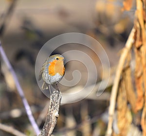 Robin posed on branch