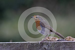 robin posing for the camera