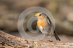 Robin posing on a tree branch in the sun