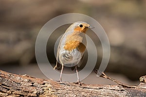 Robin posing on a tree branch in the sun