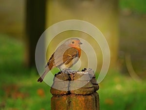 Robin on a post