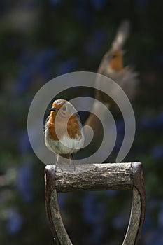 Robin on a post