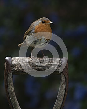 Robin on a post
