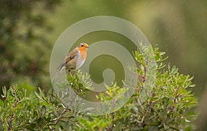Robin in the rain