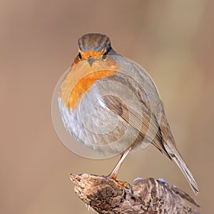 Robin readbreast