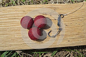 Robin Red Boilies with fishing hook. Fishing rig for carps, boilie rig, near the lake on a piece of wood