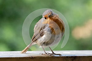 Robin red breast 