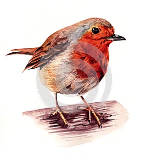 Robin Red Breast